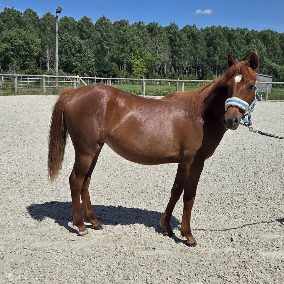 Filly New Forest For sale 2025 Chesnut