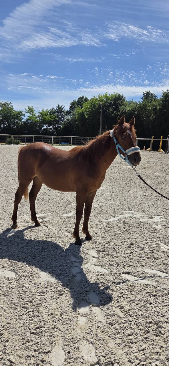 Filly New Forest For sale 2025 Chesnut