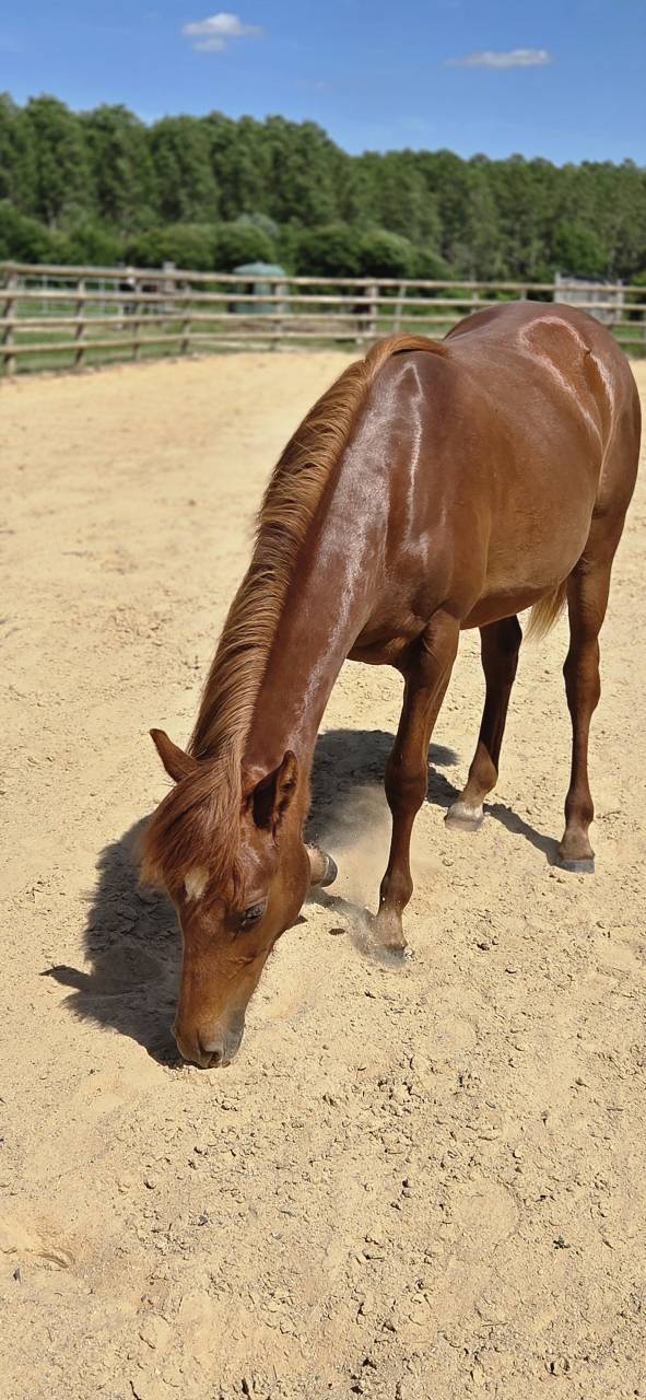 Filly New Forest For sale 2025 Chesnut