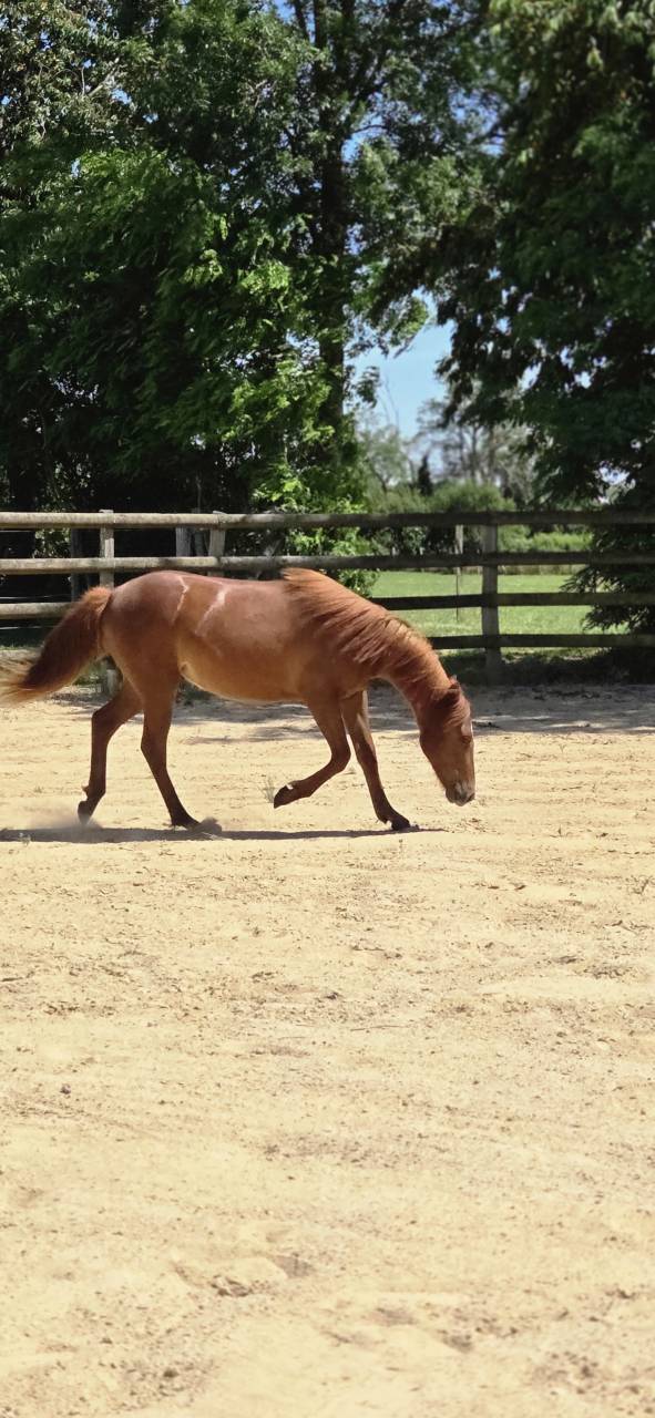 Filly New Forest For sale 2025 Chesnut