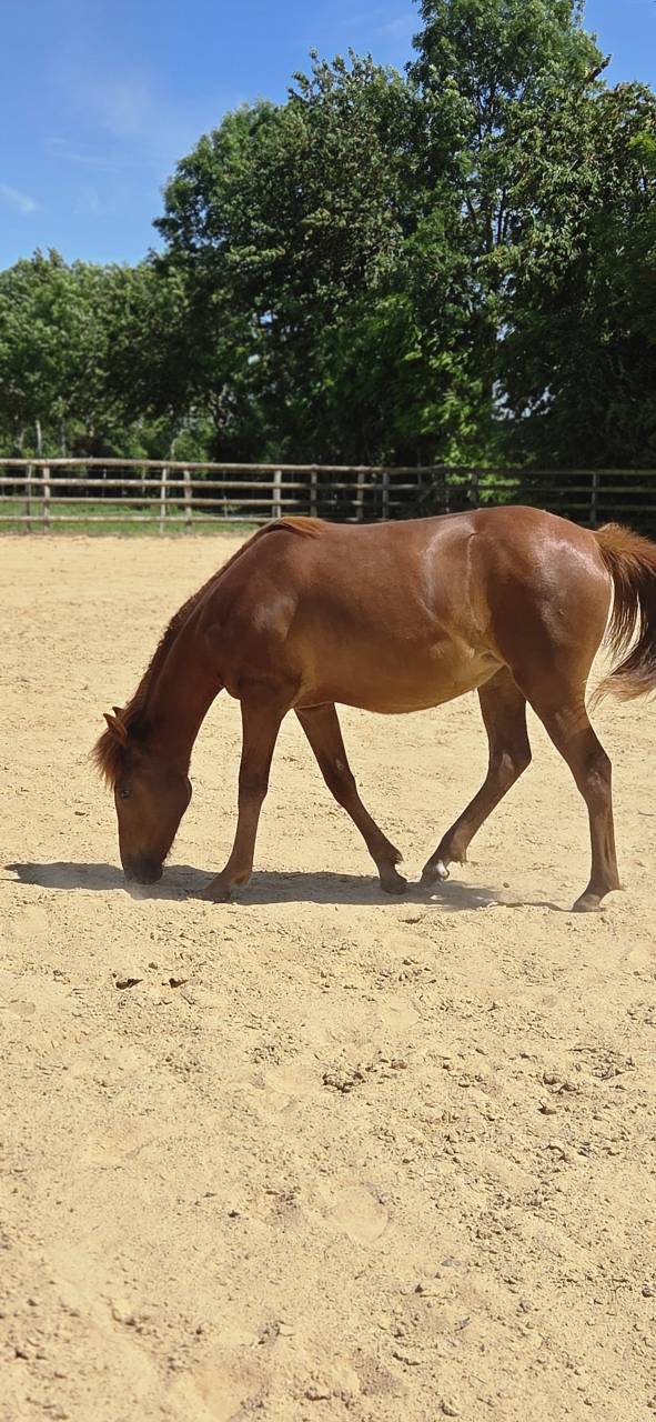 Filly New Forest For sale 2025 Chesnut