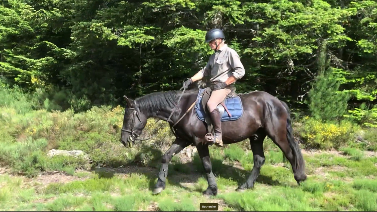 Gelding M&eacute;rens For sale 2023 Black