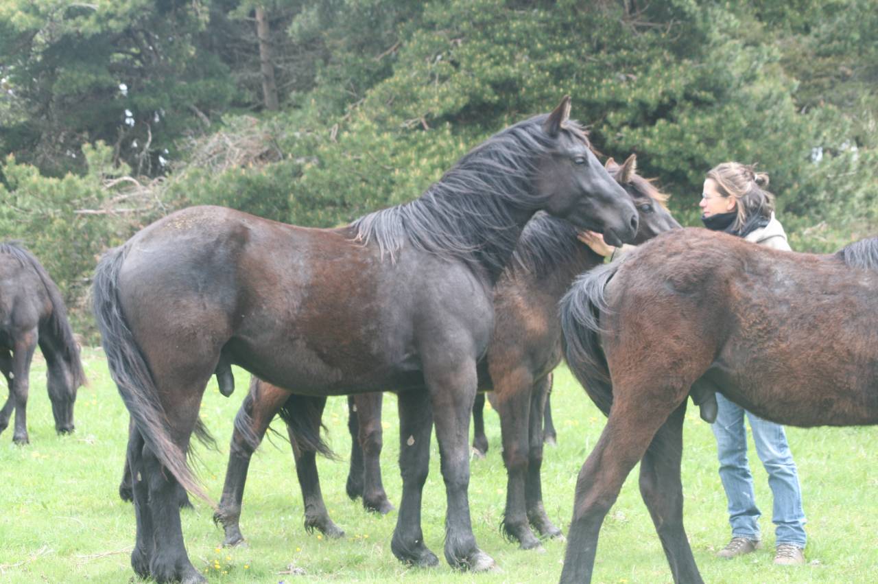 Gelding M&eacute;rens For sale 2023 Black