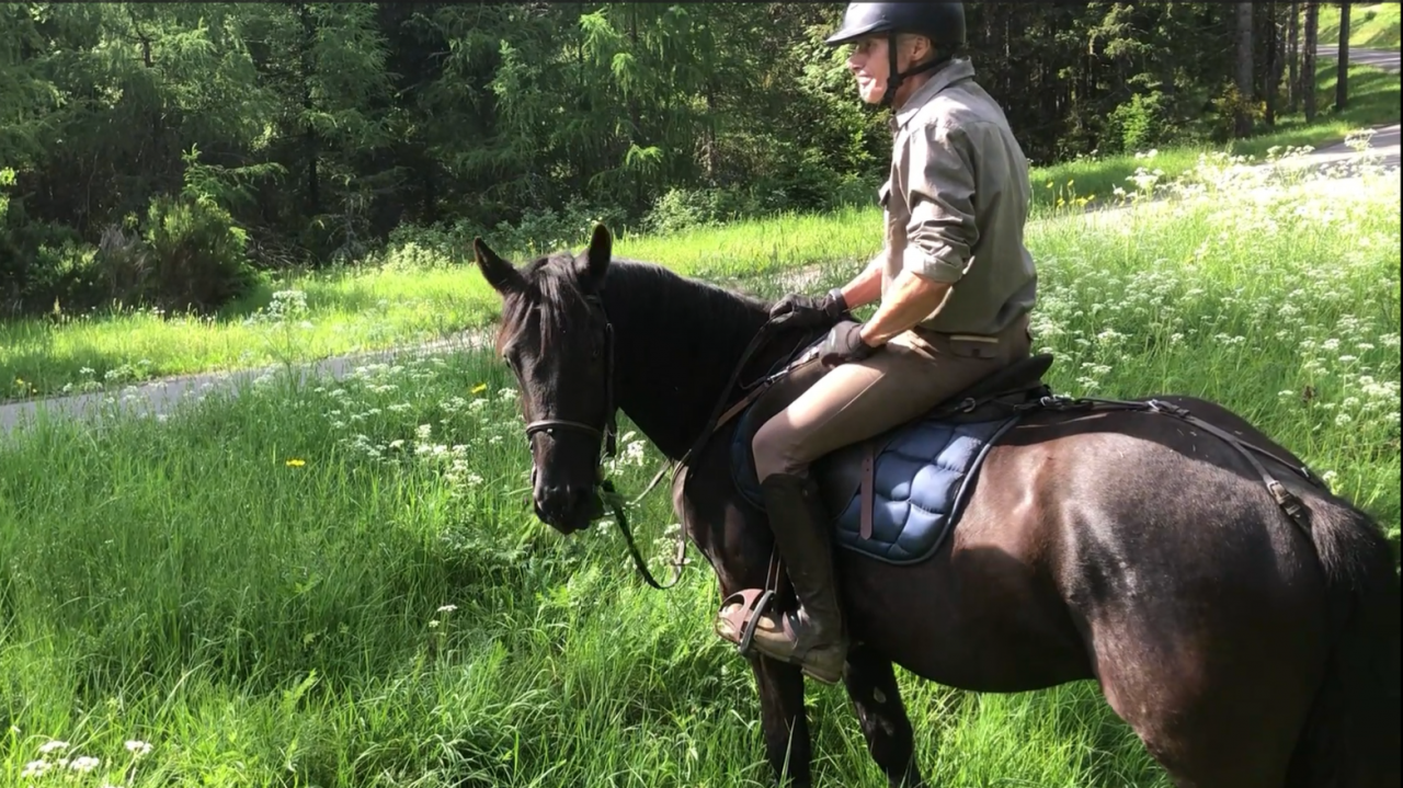 Gelding M&eacute;rens For sale 2023 Black