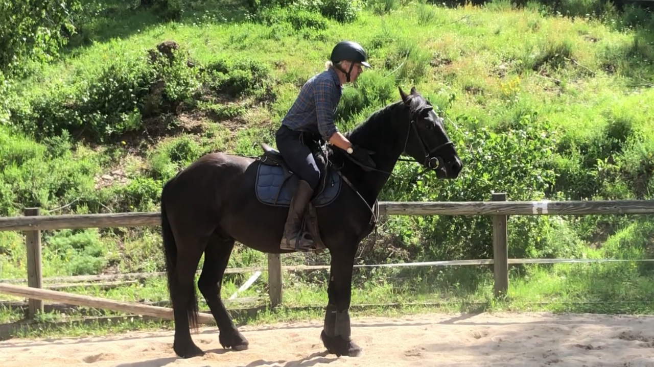 Gelding M&eacute;rens For sale 2023 Black
