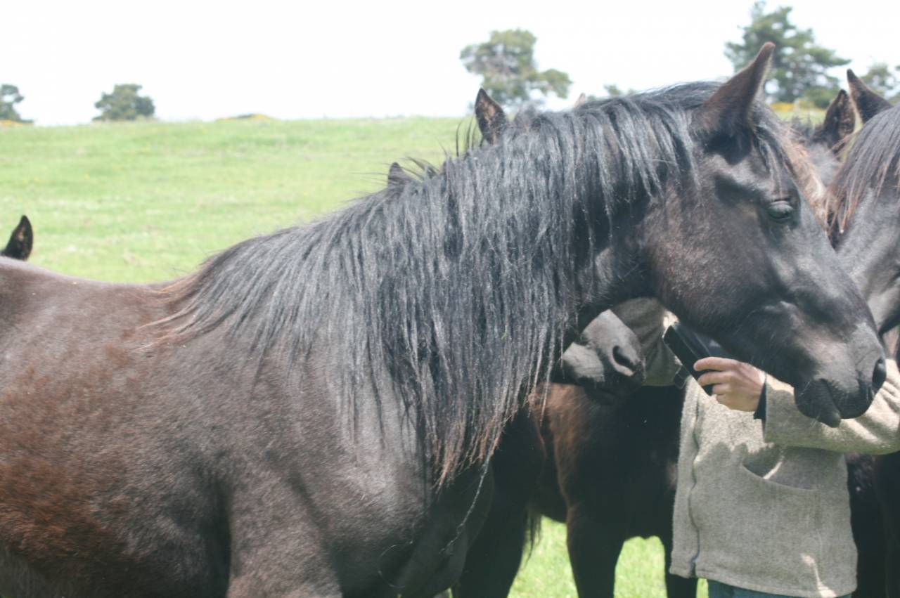 Gelding M&eacute;rens For sale 2023 Black