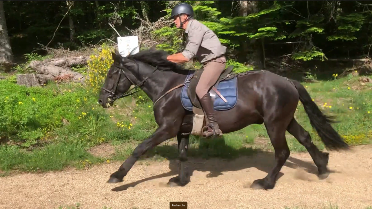 Gelding M&eacute;rens For sale 2023 Black
