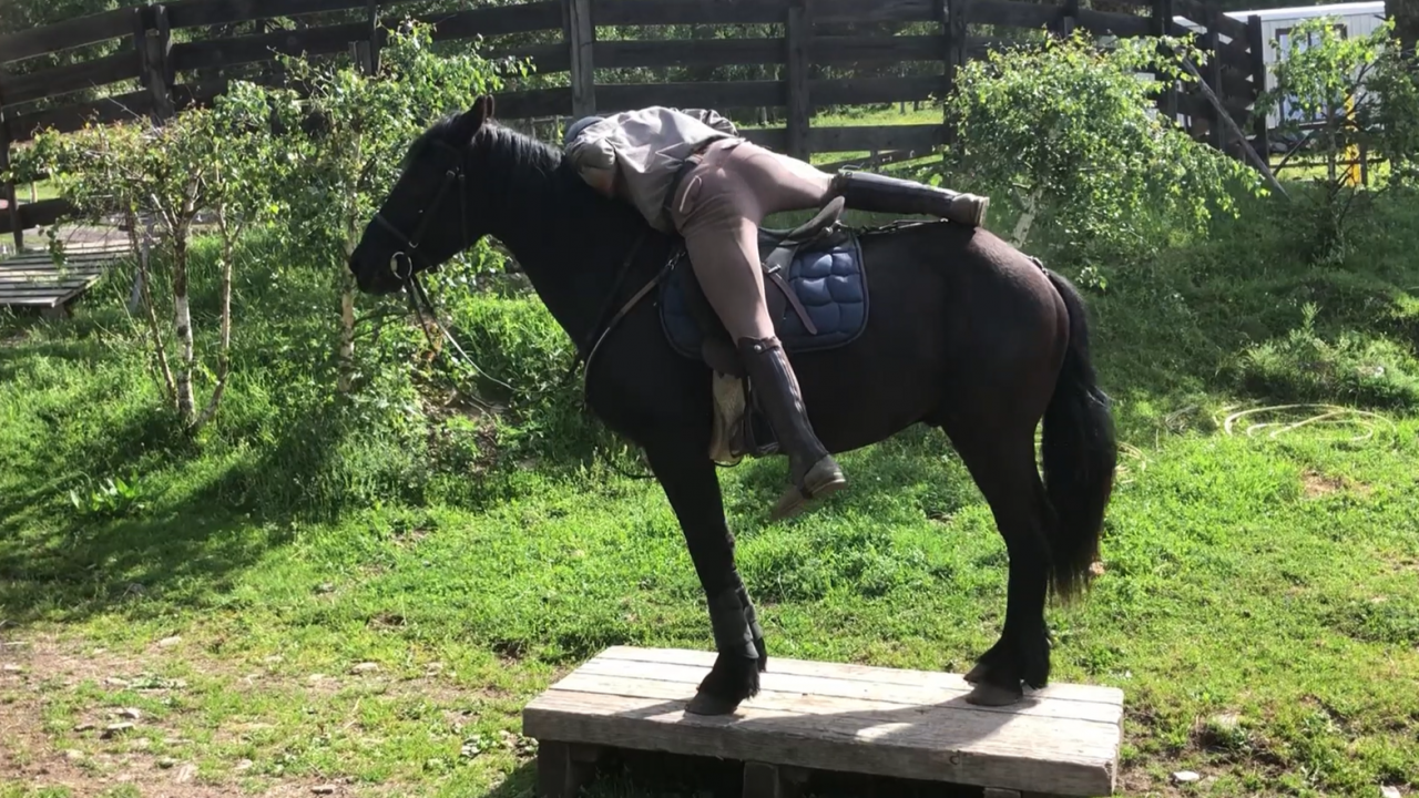 Gelding M&eacute;rens For sale 2023 Black
