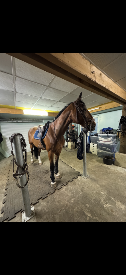 Luxurious equestrian property  Loiret