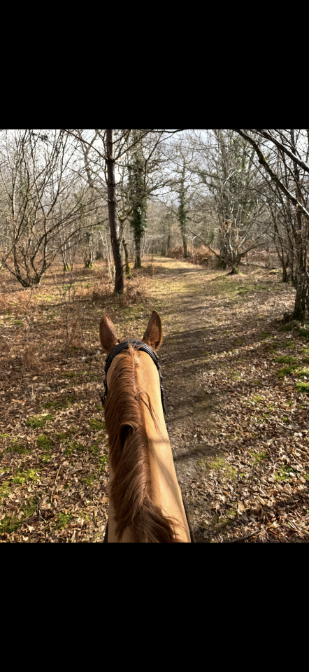 Luxurious equestrian property  Loiret