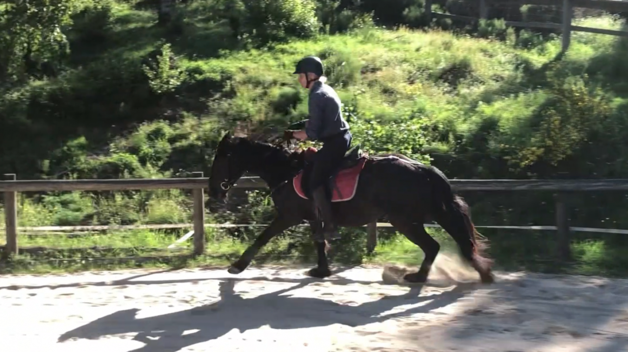 Gelding M&eacute;rens For sale 2023 Black