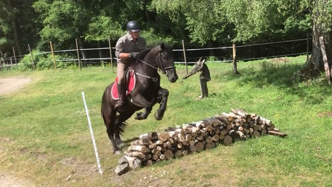 Gelding M&eacute;rens For sale 2023 Black