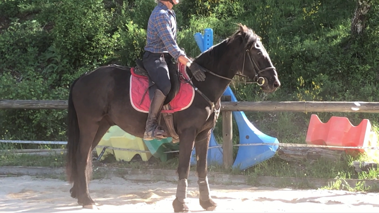 Gelding M&eacute;rens For sale 2023 Black