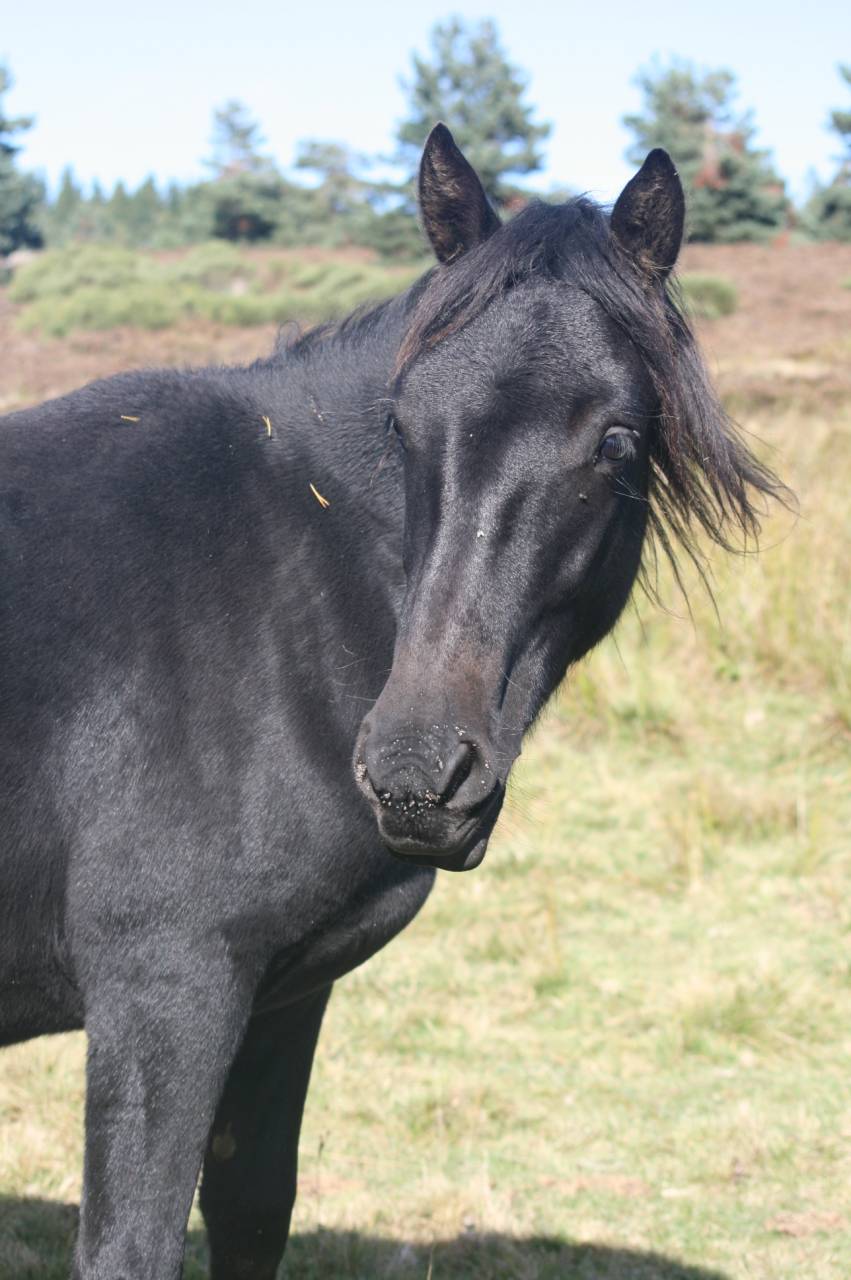 Gelding M&eacute;rens For sale 2023 Black