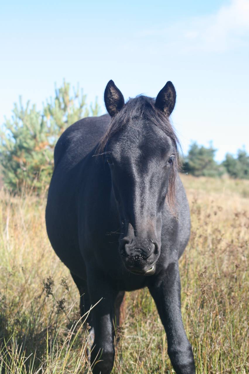 Gelding M&eacute;rens For sale 2023 Black