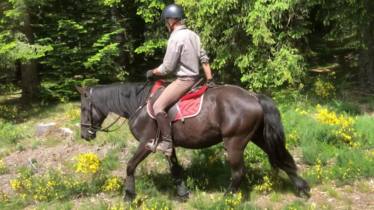 Gelding M&eacute;rens For sale 2023 Black