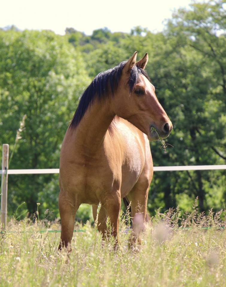 Gelding French Saddle Pony For sale 2025 Dun