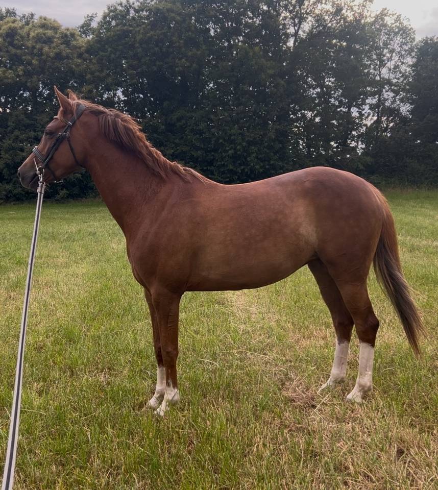 Mare French Saddle Pony For sale 2021 Chesnut