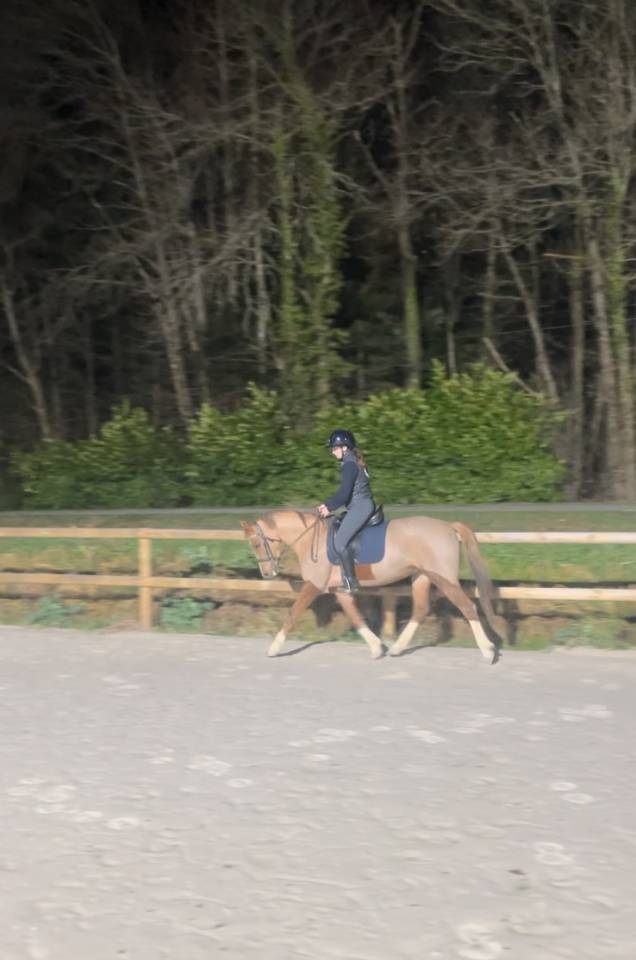 Mare French Saddle Pony For sale 2021 Chesnut