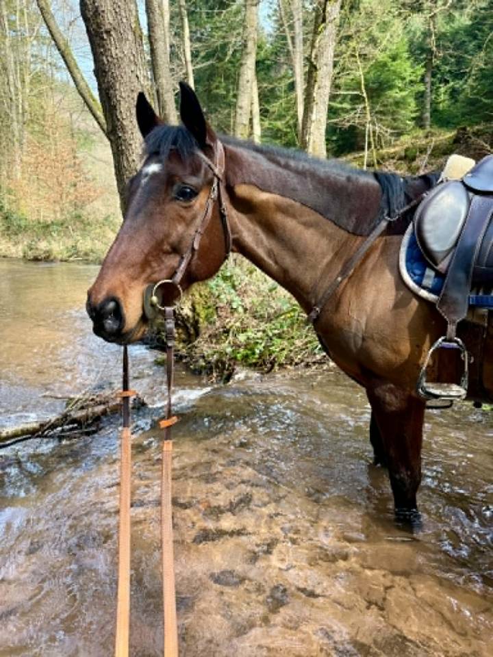 Gelding English Thoroughbred For sale 2016 Bay