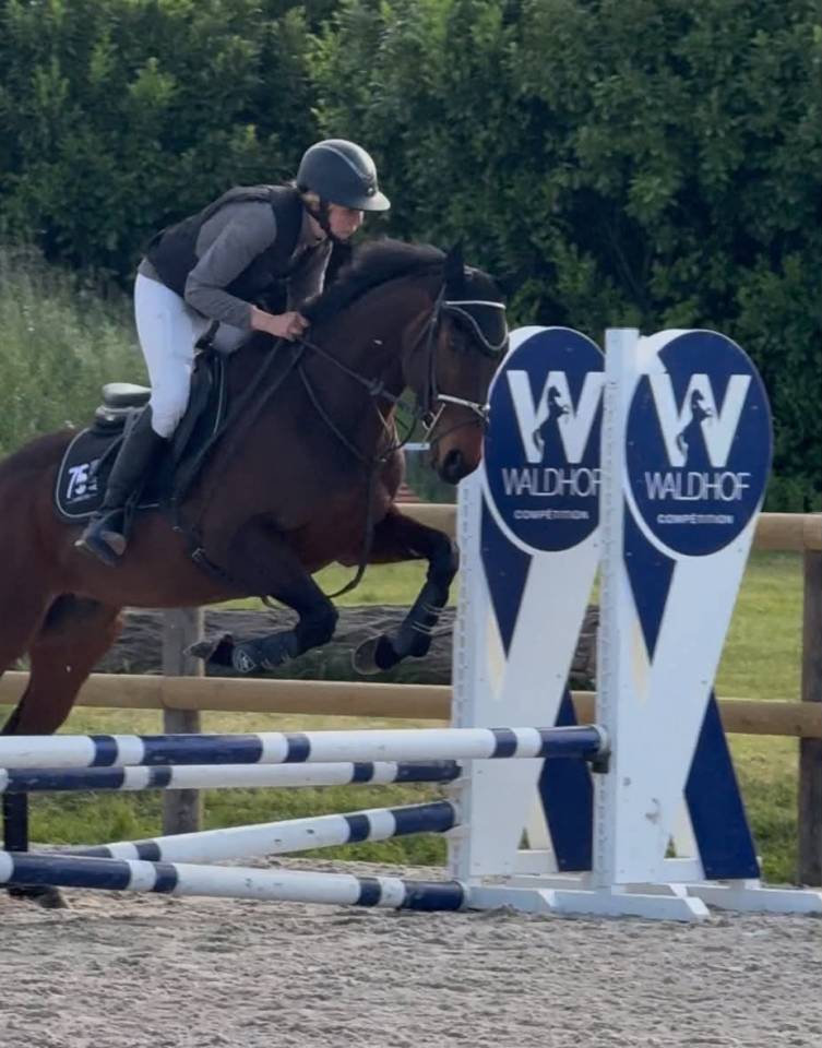 Gelding English Thoroughbred For sale 2016 Bay