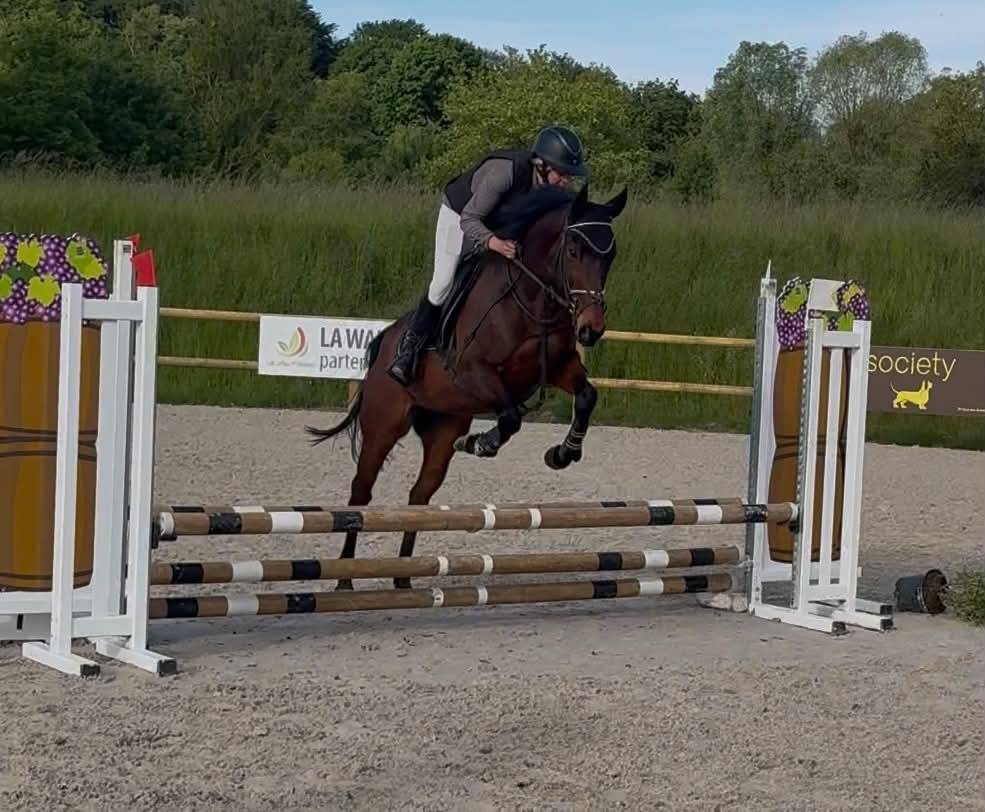 Gelding English Thoroughbred For sale 2016 Bay