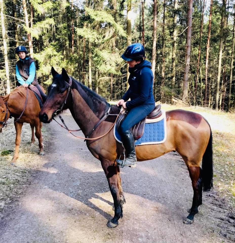 Gelding English Thoroughbred For sale 2016 Bay