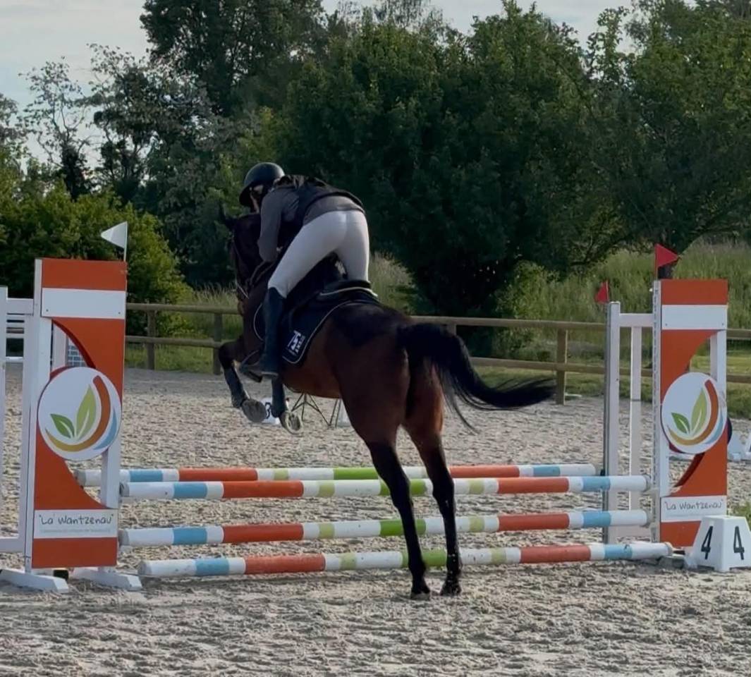 Gelding English Thoroughbred For sale 2016 Bay