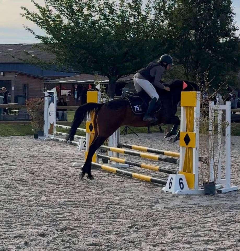 Gelding English Thoroughbred For sale 2016 Bay