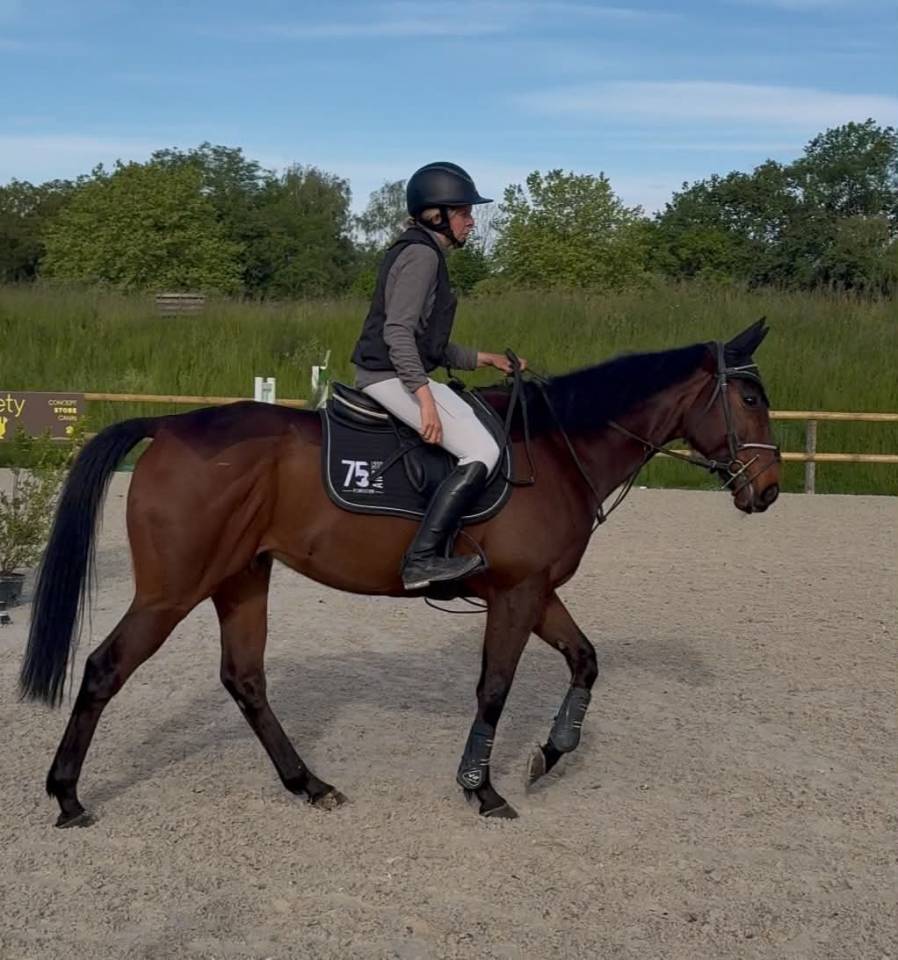 Gelding English Thoroughbred For sale 2016 Bay