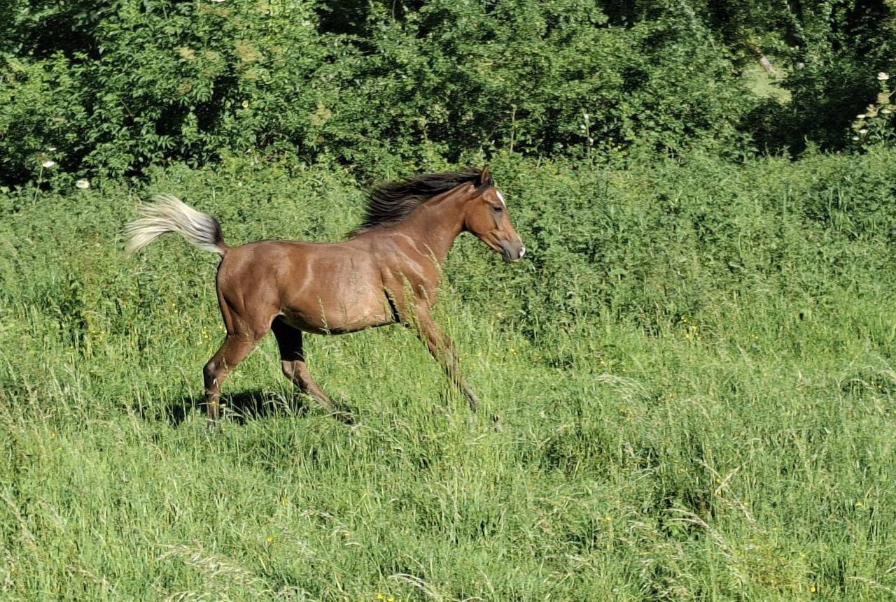 Colt Arabian Thoroughbred For sale 2025 Bay