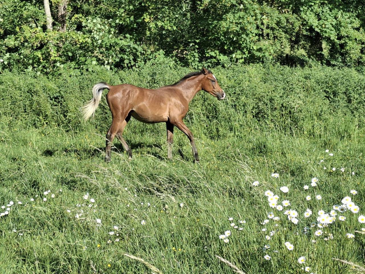 Colt Arabian Thoroughbred For sale 2025 Bay