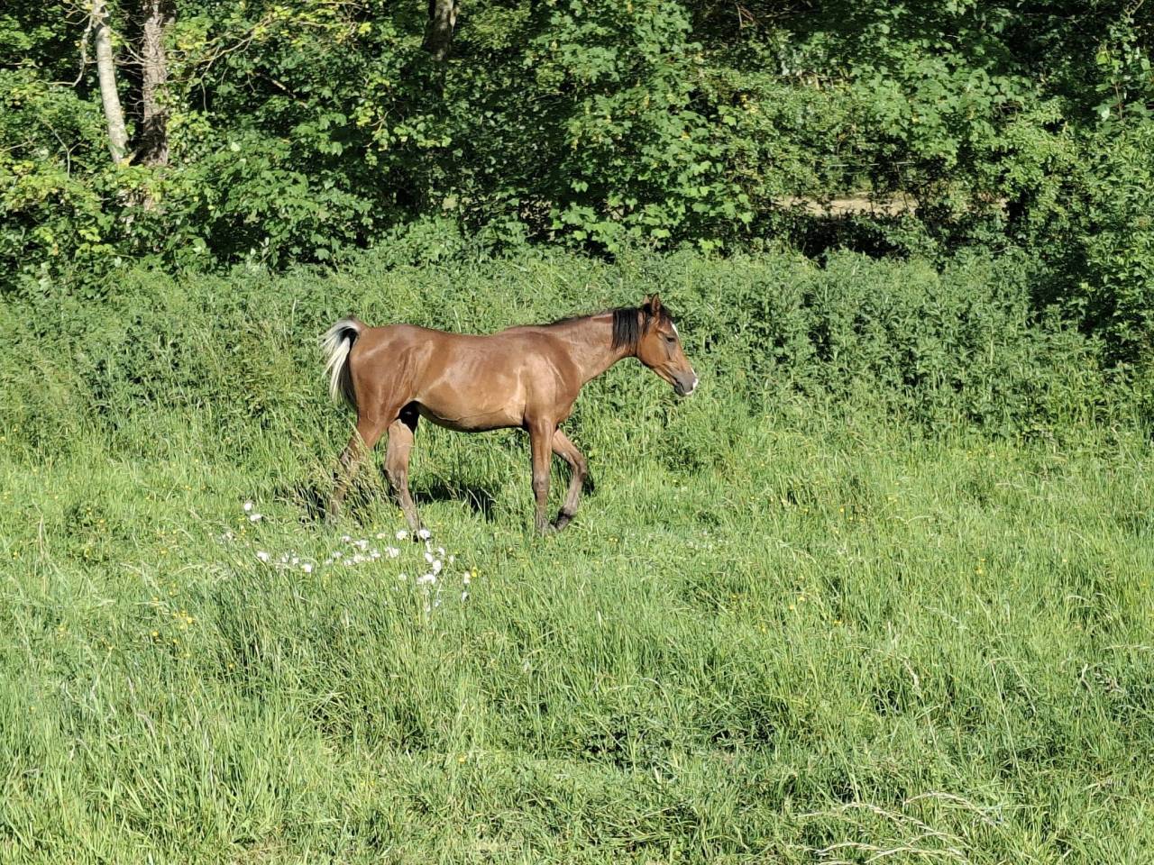 Colt Arabian Thoroughbred For sale 2025 Bay