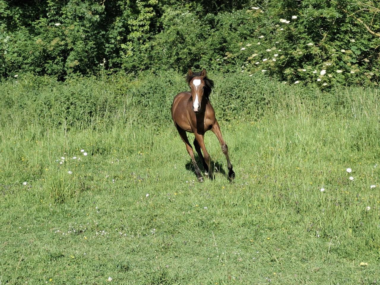 Colt Arabian Thoroughbred For sale 2025 Bay