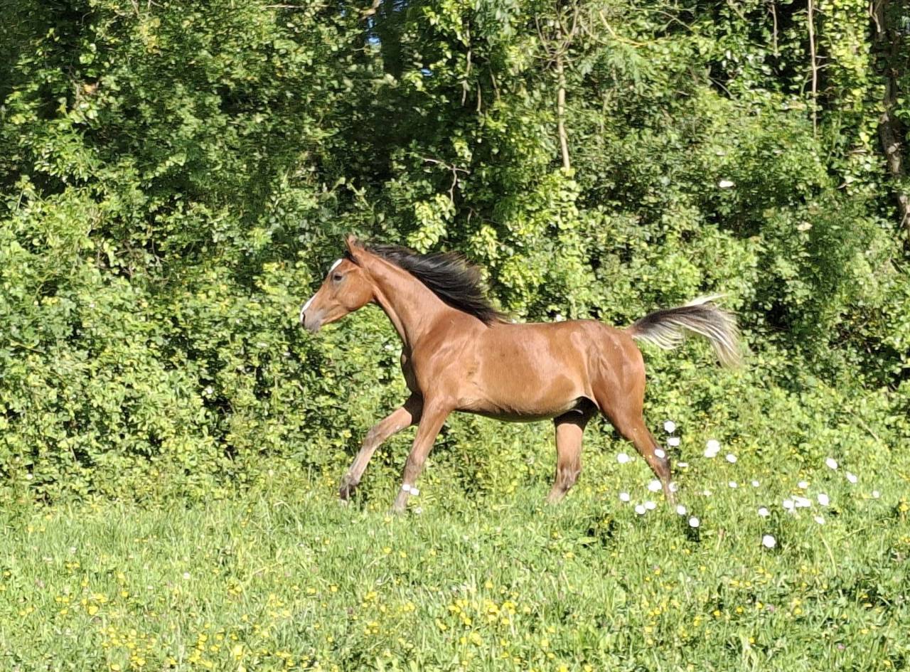 Colt Arabian Thoroughbred For sale 2025 Bay