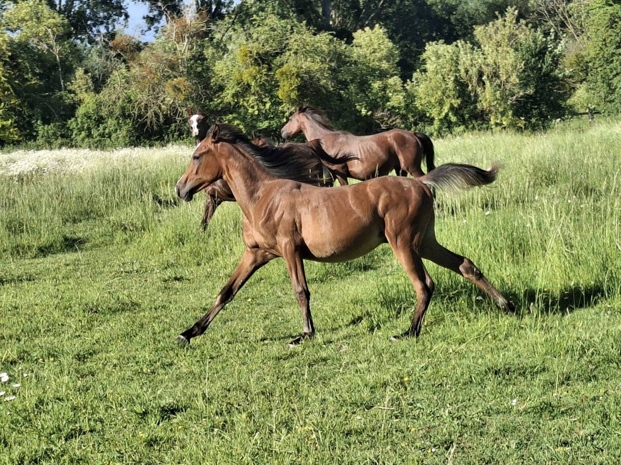 Colt Arabian Thoroughbred For sale 2025 Bay