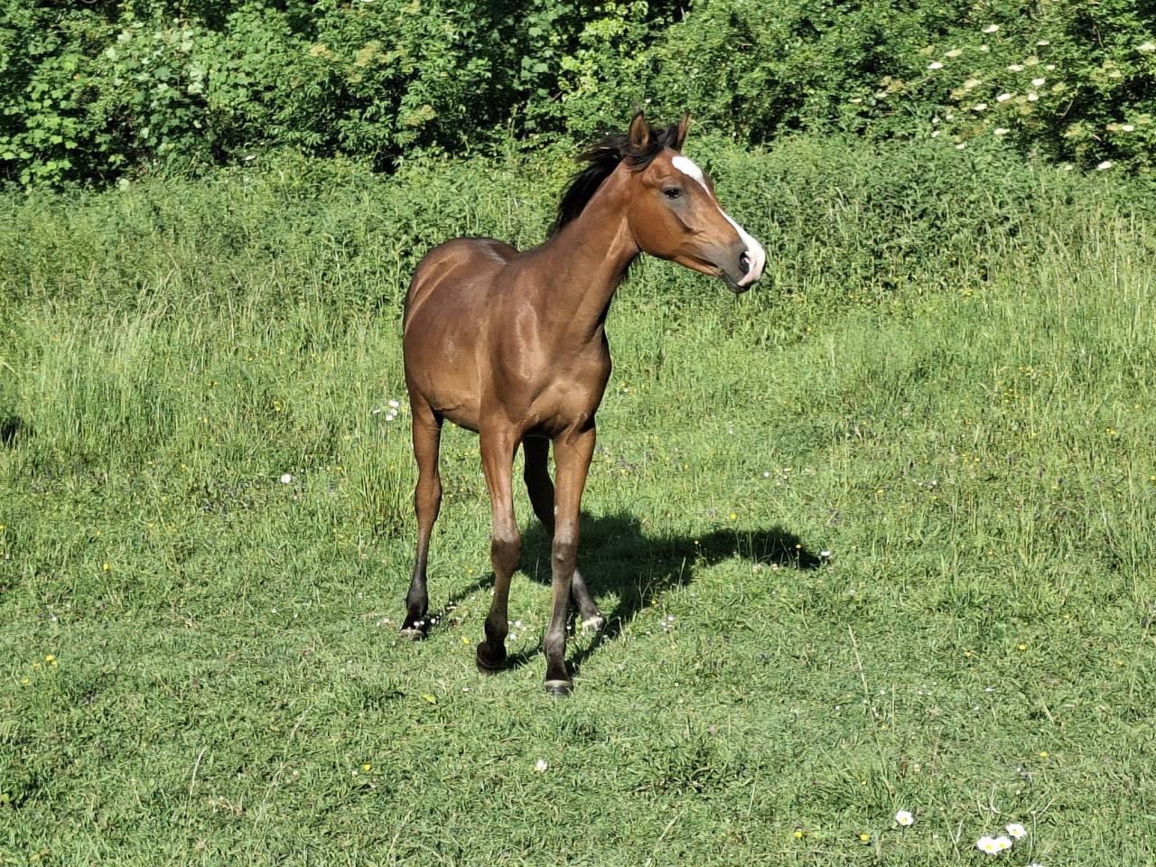 Colt Arabian Thoroughbred For sale 2025 Bay