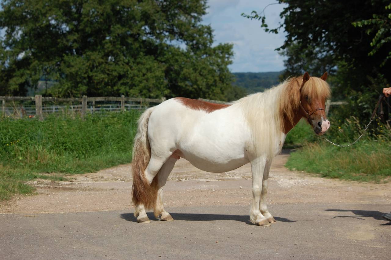 Mare Shetland Pony For sale 2008 Coloured