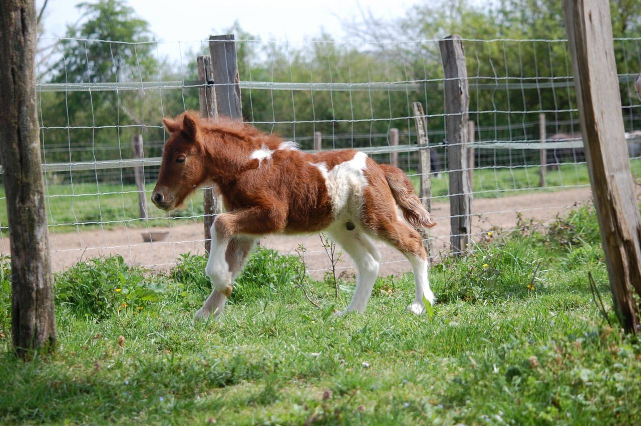 Mare Shetland Pony For sale 2008 Coloured