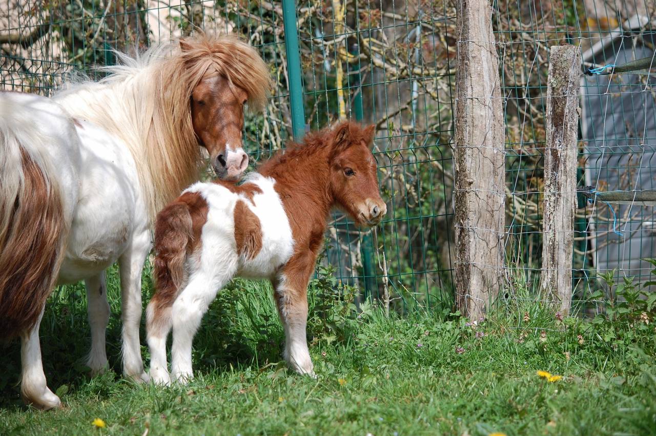 Mare Shetland Pony For sale 2008 Coloured