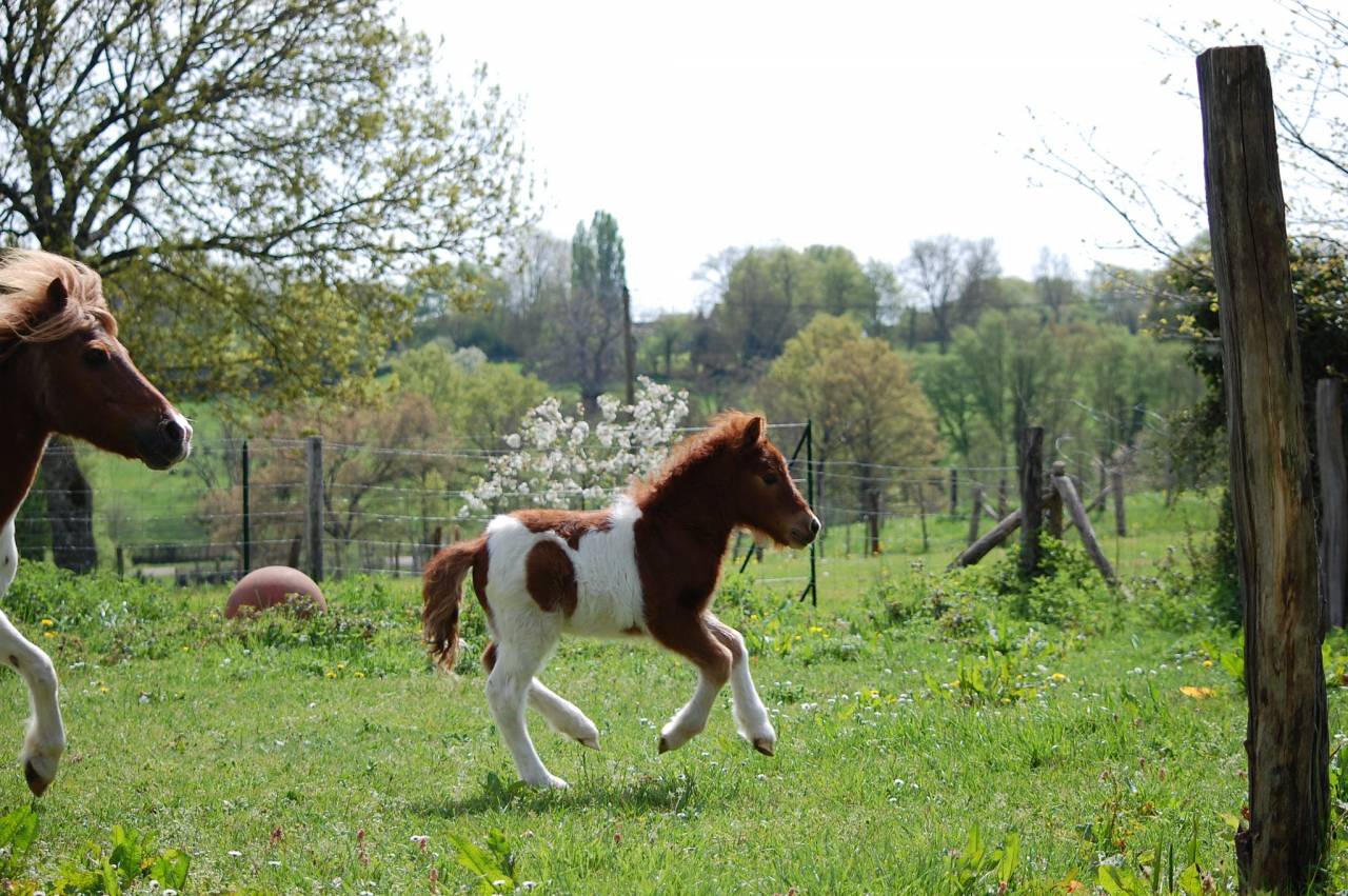 Mare Shetland Pony For sale 2008 Coloured