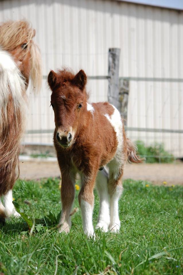 Mare Shetland Pony For sale 2008 Coloured