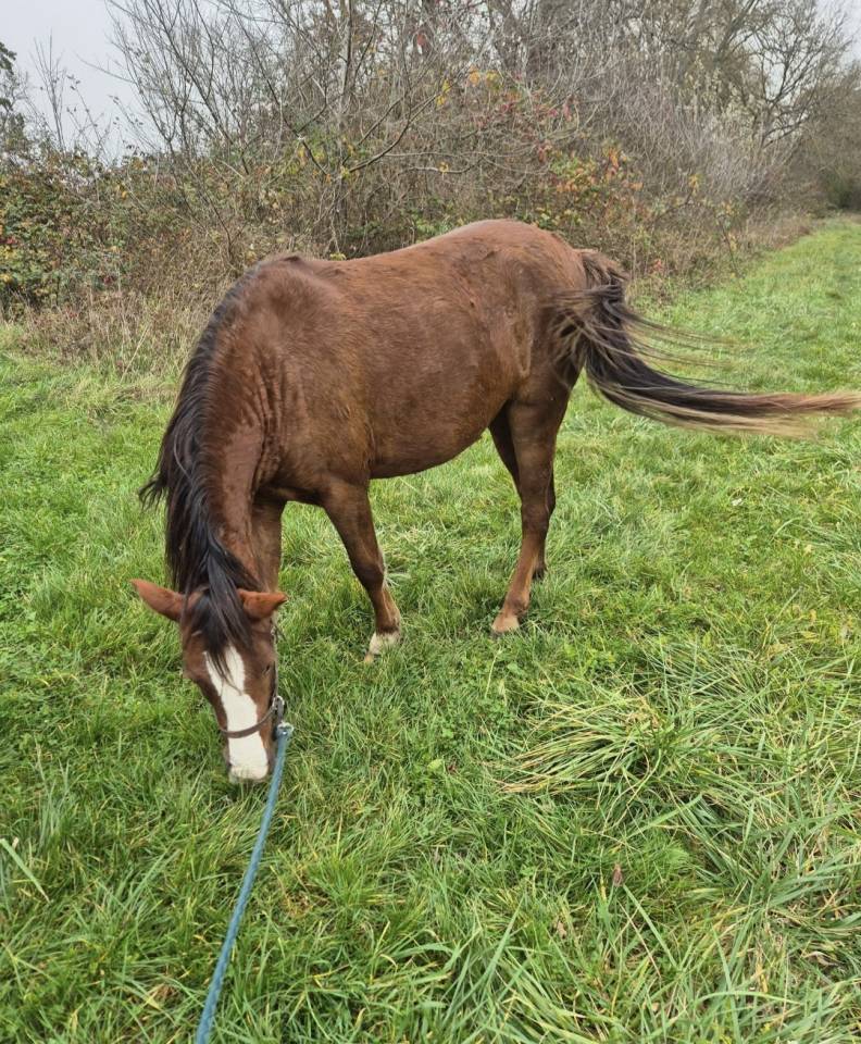 Mare Origin Recorded For sale 2023 Liver chestnut