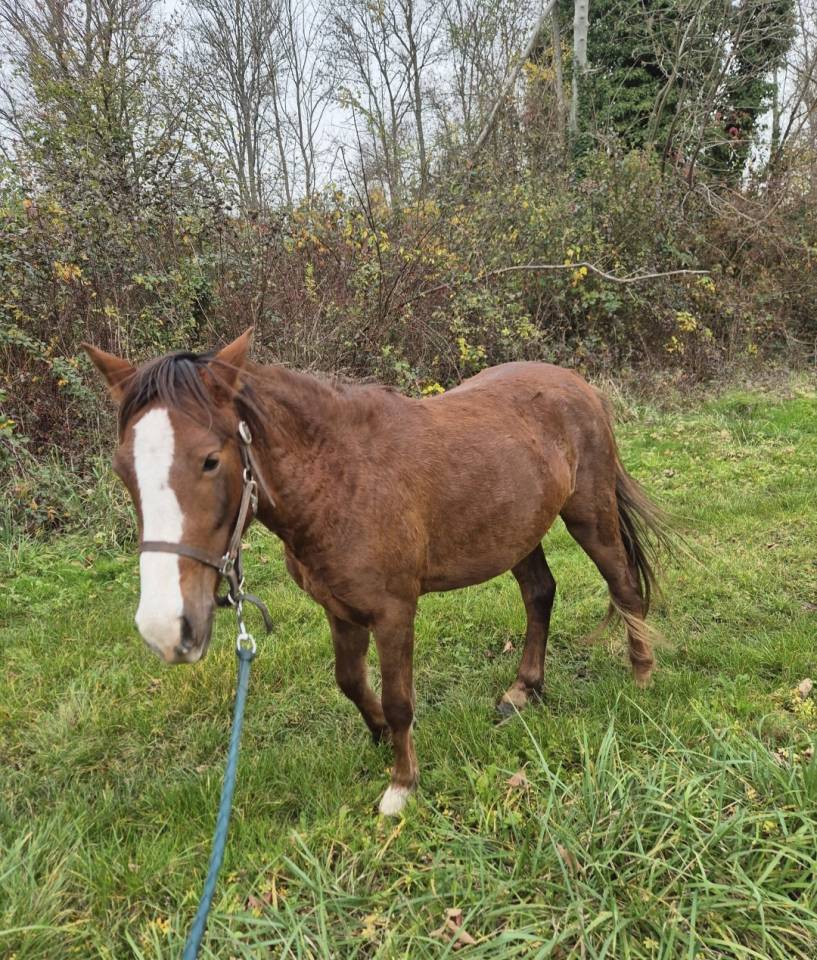 Mare Origin Recorded For sale 2023 Liver chestnut