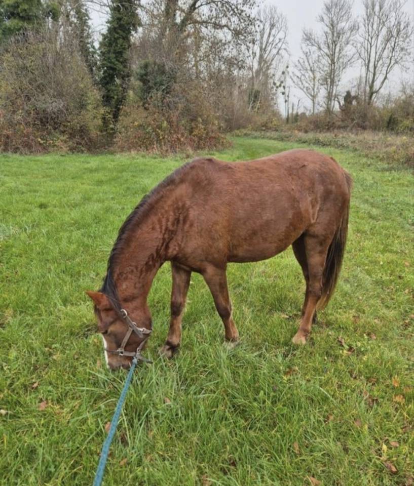Mare Origin Recorded For sale 2023 Liver chestnut