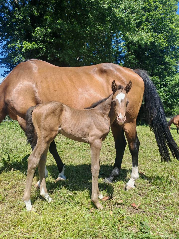 Filly Origin Recorded For sale 2026 Champagne