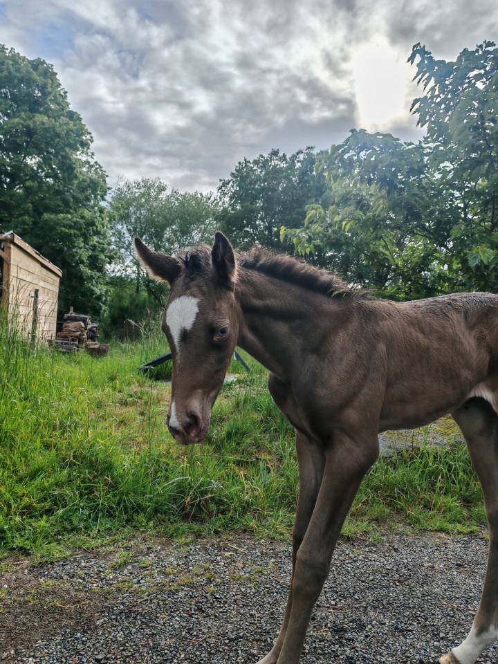 Filly Origin Recorded For sale 2026 Champagne