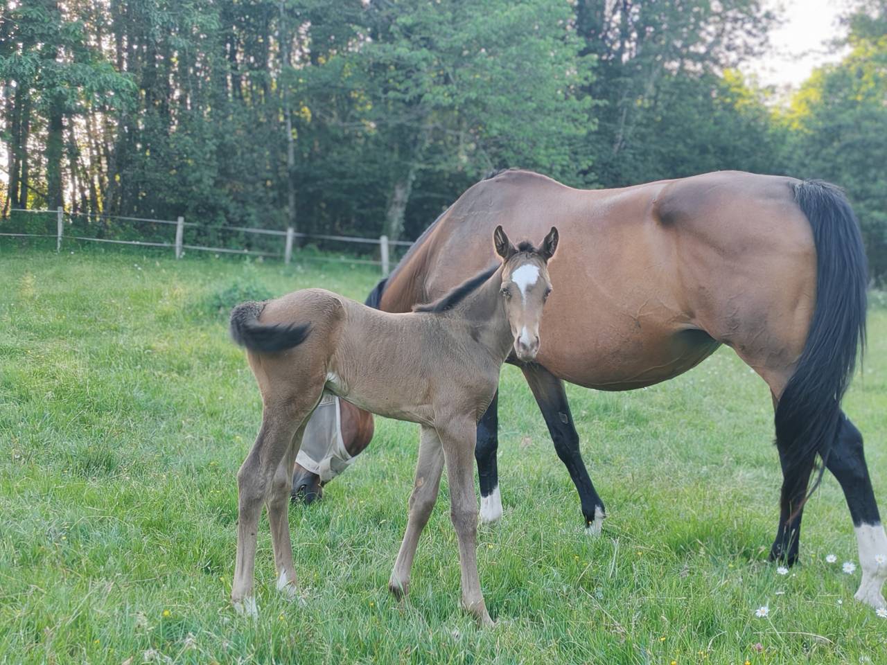 Filly Origin Recorded For sale 2026 Champagne