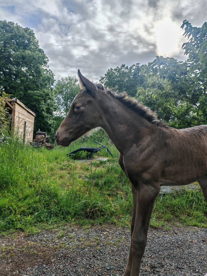 Filly Origin Recorded For sale 2026 Champagne