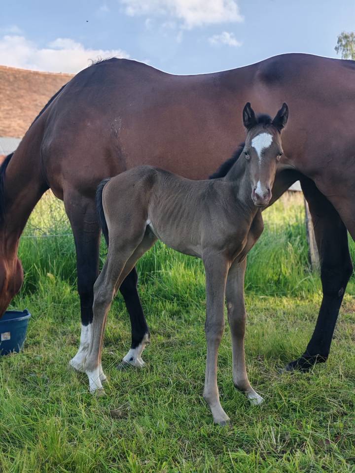 Filly Origin Recorded For sale 2026 Champagne